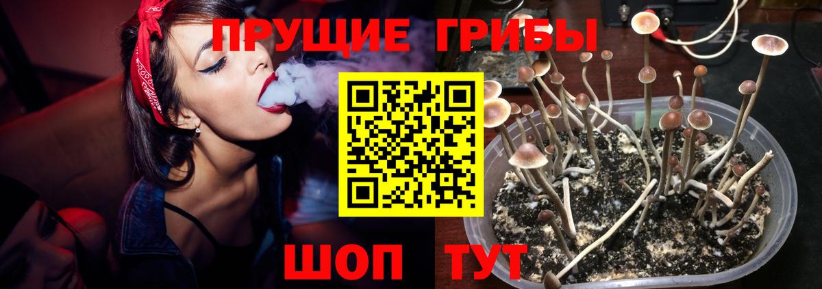 Псилоцибиновые грибы Cubensis  Галлюциногенные грибы Psilocybine cubensis  Муравленко  Вход с VPN 